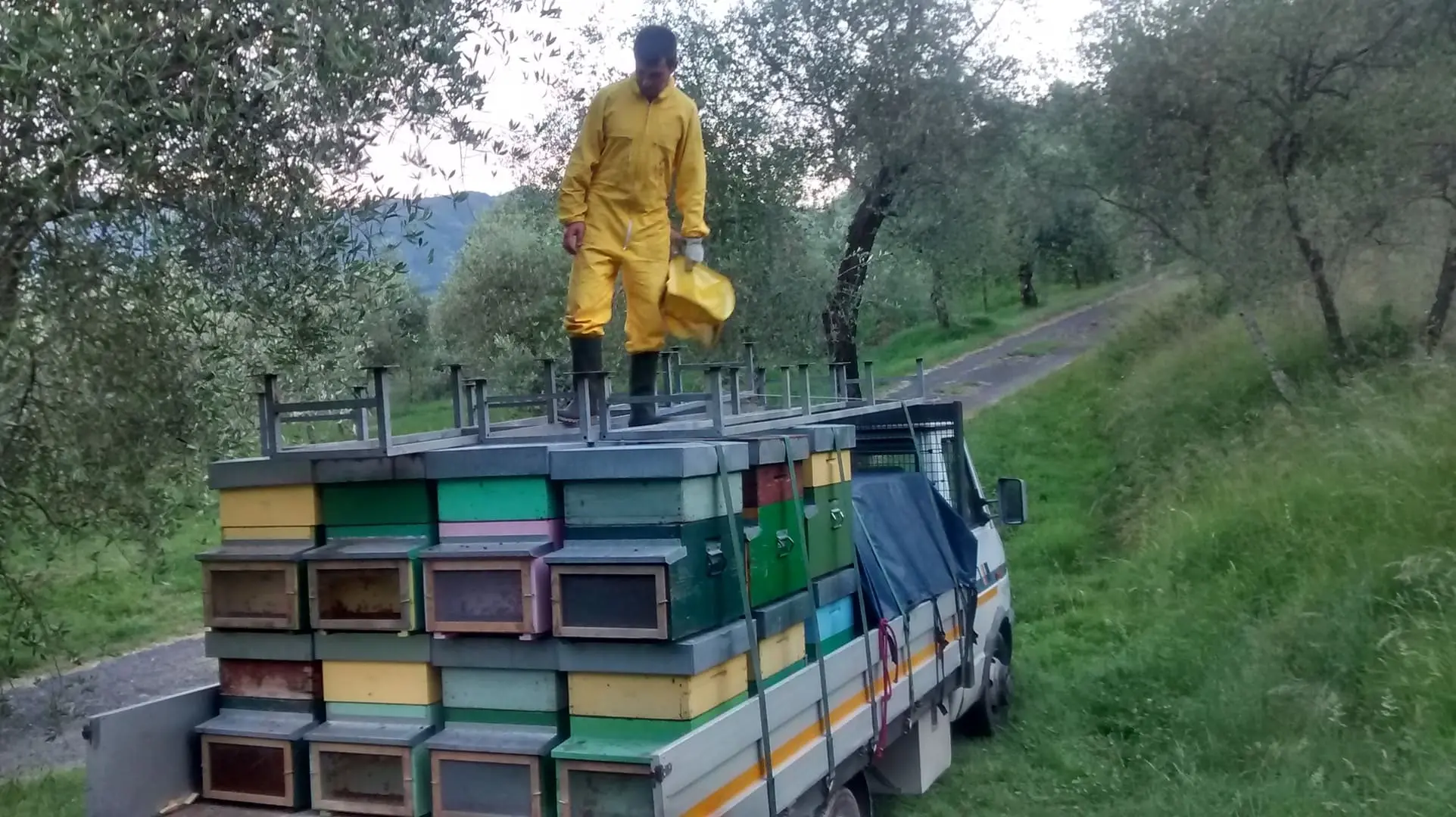 Fiori di acacia 2015, versione 2, bio